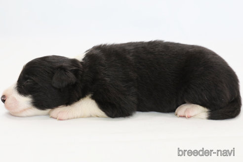 成約済の神奈川県のボーダーコリー-327518の7枚目